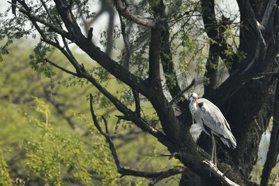 Bird perching on a tree