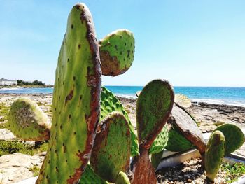 Close-up of cactus growing on sea shore against sky