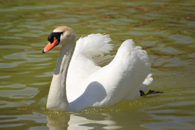 Swan swimming in lake