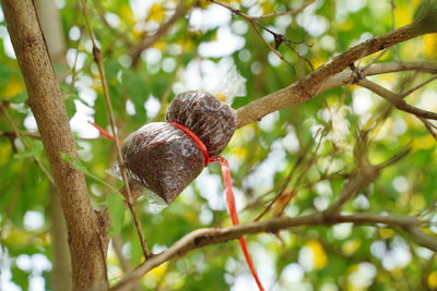 Low angle view of fruit on tree