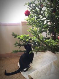 Cat sitting on plant at home