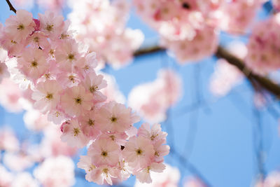 Close-up of pink cherry blossom