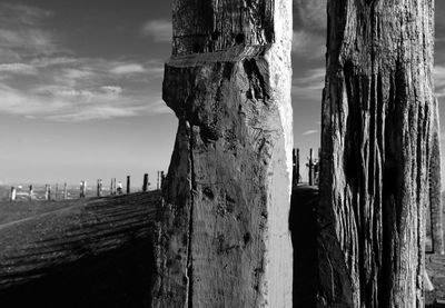 Trees against sky