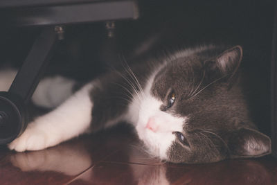 Close-up portrait of a cat at home