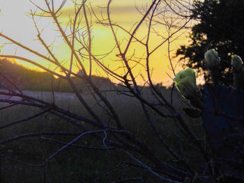 Close-up of tree against sky during sunset