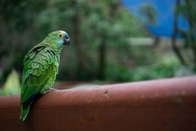 Close-up of parrot perching on wood