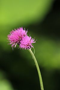 Close-up of purple flowers