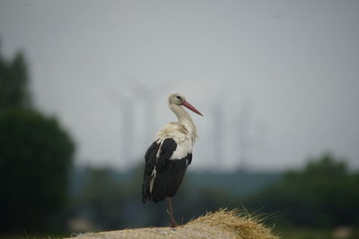 Close-up of bird perching on a plant