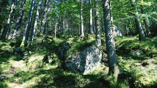 Trees growing in forest