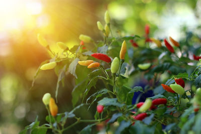 Close-up of berries growing on plant