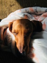 Dog sleeping on bed at home