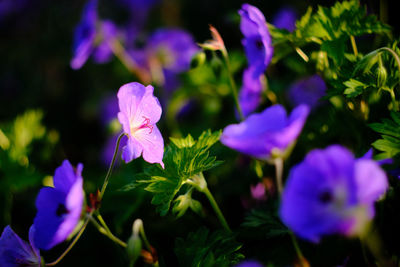 Close-up of purple flowering plants