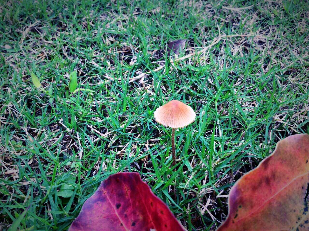 grass, mushroom, high angle view, growth, close-up, field, nature, green color, green, day, growing, uncultivated, tranquility, fragility, toadstool, outdoors, fungus, beauty in nature, overhead view, grassy, freshness, botany