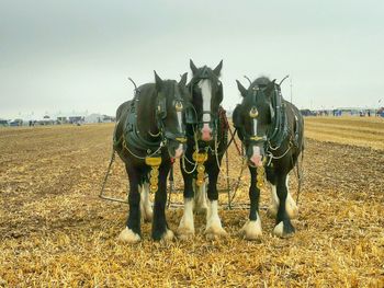 Rear view of horse standing on field