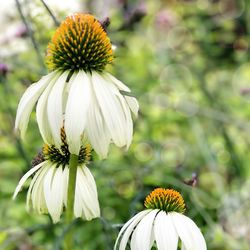 Close-up of coneflowers blooming outdoors