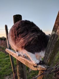 Close-up of an animal on wooden post