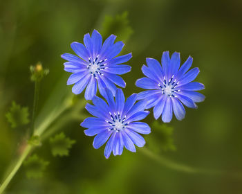Close-up of purple flowering plant
