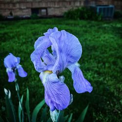 Close-up of purple iris blooming outdoors