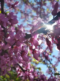 Close-up of cherry blossoms