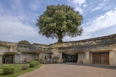 Tree by old building against sky