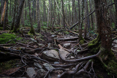 Trees growing in forest