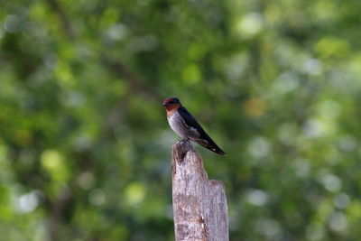 Low angle view of bird perching on wood