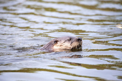 View of turtle swimming in lake