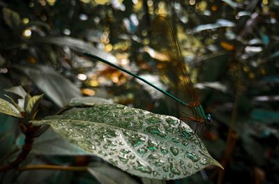 Close-up of water drops on leaves