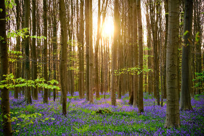 View of trees in forest