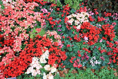 Full frame shot of red flowering plants
