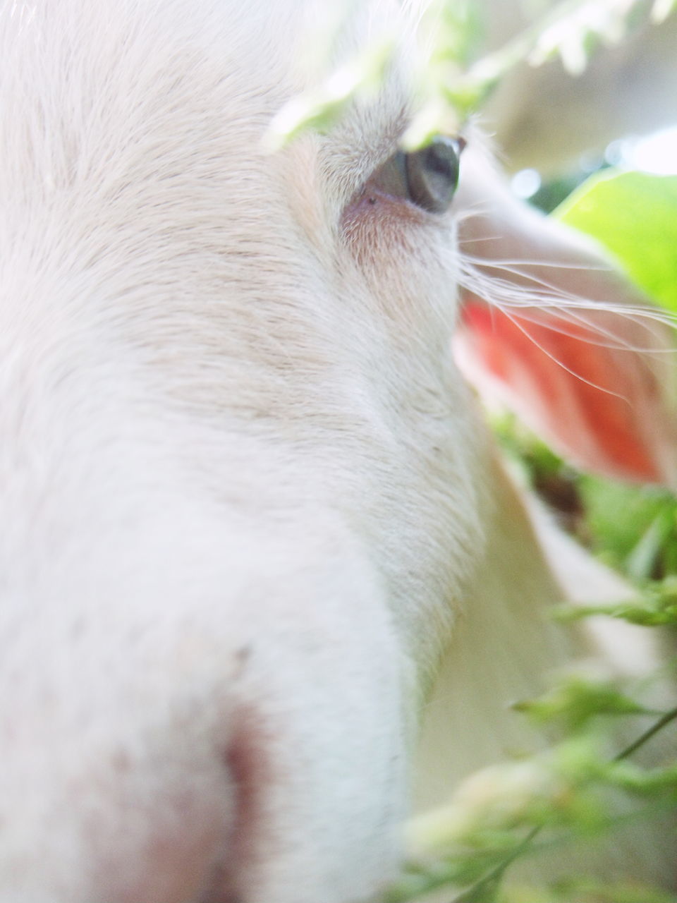 CLOSE-UP OF WHITE CAT