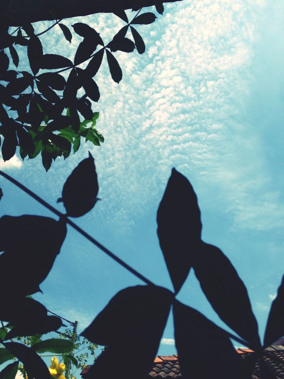 leaf, low angle view, sky, growth, nature, flower, beauty in nature, plant, fragility, day, close-up, cloud - sky, blue, outdoors, no people, sunlight, cloud, freshness, branch, leaf vein