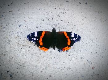 Butterfly on leaf