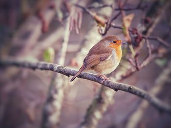 Close-up of bird perching on tree. european robin redbreast