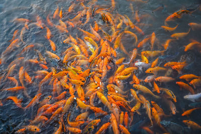 High angle view of koi carps swimming in lake