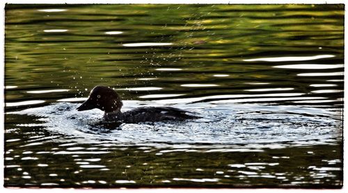 Ducks swimming in lake