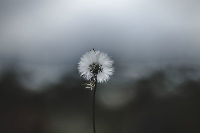 Close-up of dandelion flower against sky