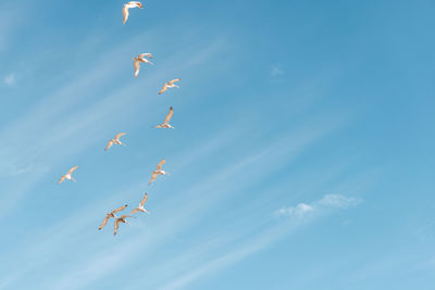 Low angle view of birds flying against sky