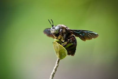 Tropical carpenter bee perched on a leaf