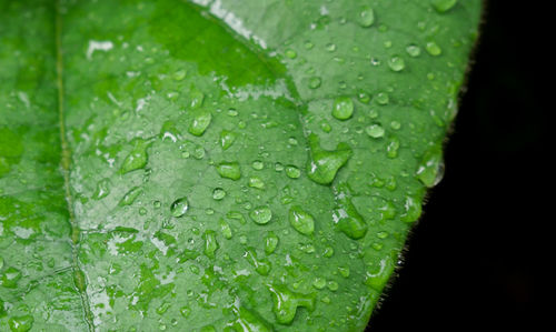 Close-up of wet leaves