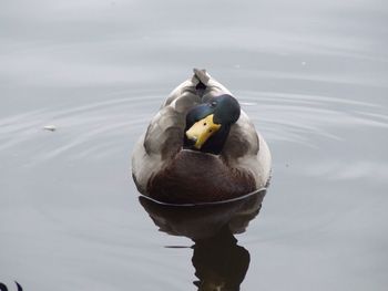 Close-up of duck swimming in lake