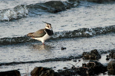 Bird in sea