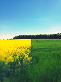 Scenic view of field against clear sky