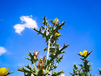 Low angle view of flowering plant against blue sky