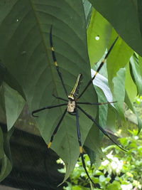 Close-up of spider on leaf