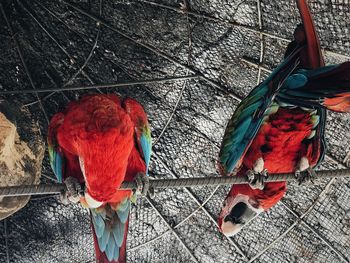 Low angle view of bird perching on red