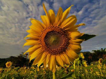 Close-up of sunflower on field