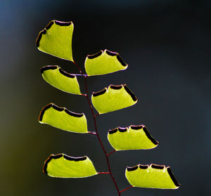 Close up of green leaves