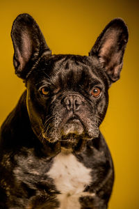 Close-up portrait of dog against yellow background