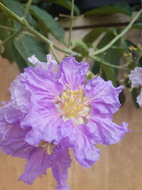 Close-up of purple flower blooming outdoors